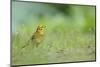 Yellowhammer (Emberiza Citrinella) on Grass. Perthshire, Scotland, June-Fergus Gill-Mounted Photographic Print