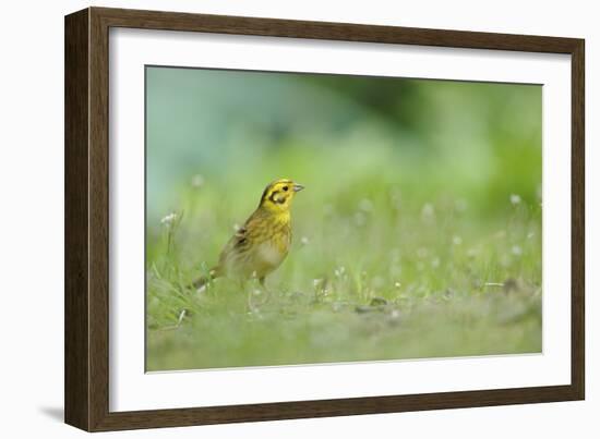 Yellowhammer (Emberiza Citrinella) on Grass. Perthshire, Scotland, June-Fergus Gill-Framed Photographic Print