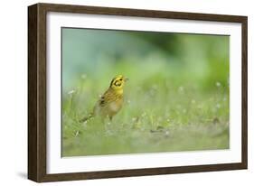 Yellowhammer (Emberiza Citrinella) on Grass. Perthshire, Scotland, June-Fergus Gill-Framed Photographic Print