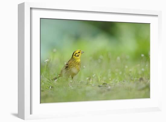 Yellowhammer (Emberiza Citrinella) on Grass. Perthshire, Scotland, June-Fergus Gill-Framed Photographic Print