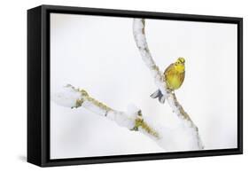 Yellowhammer (Emberiza Citrinella) Perched on Snowy Branch. Perthshire, Scotland, UK, February-Fergus Gill-Framed Stretched Canvas