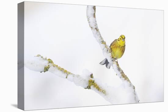 Yellowhammer (Emberiza Citrinella) Perched on Snowy Branch. Perthshire, Scotland, UK, February-Fergus Gill-Stretched Canvas