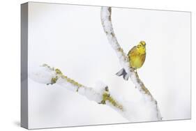 Yellowhammer (Emberiza Citrinella) Perched on Snowy Branch. Perthshire, Scotland, UK, February-Fergus Gill-Stretched Canvas