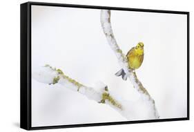 Yellowhammer (Emberiza Citrinella) Perched on Snowy Branch. Perthshire, Scotland, UK, February-Fergus Gill-Framed Stretched Canvas