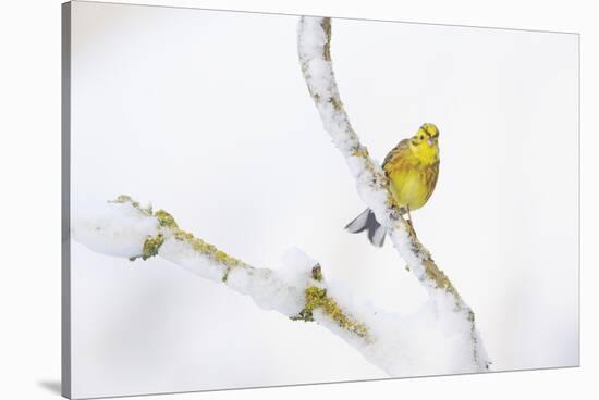 Yellowhammer (Emberiza Citrinella) Perched on Snowy Branch. Perthshire, Scotland, UK, February-Fergus Gill-Stretched Canvas