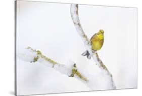 Yellowhammer (Emberiza Citrinella) Perched on Snowy Branch. Perthshire, Scotland, UK, February-Fergus Gill-Stretched Canvas