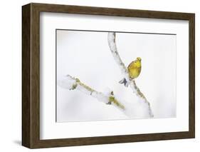 Yellowhammer (Emberiza Citrinella) Perched on Snowy Branch. Perthshire, Scotland, UK, February-Fergus Gill-Framed Photographic Print