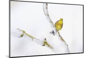 Yellowhammer (Emberiza Citrinella) Perched on Snowy Branch. Perthshire, Scotland, UK, February-Fergus Gill-Mounted Photographic Print