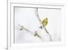 Yellowhammer (Emberiza Citrinella) Perched on Snowy Branch. Perthshire, Scotland, UK, February-Fergus Gill-Framed Photographic Print