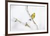 Yellowhammer (Emberiza Citrinella) Perched on Snowy Branch. Perthshire, Scotland, UK, February-Fergus Gill-Framed Photographic Print