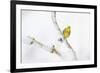 Yellowhammer (Emberiza Citrinella) Perched on Snowy Branch. Perthshire, Scotland, UK, February-Fergus Gill-Framed Photographic Print