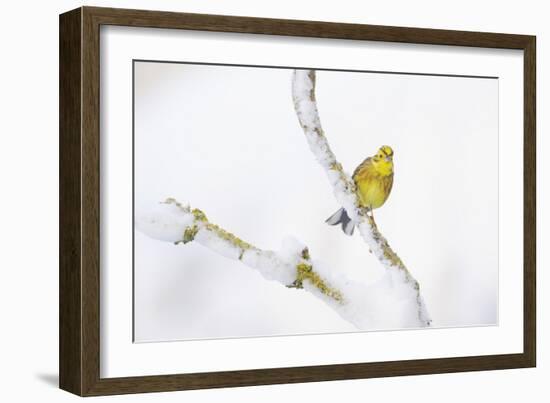 Yellowhammer (Emberiza Citrinella) Perched on Snowy Branch. Perthshire, Scotland, UK, February-Fergus Gill-Framed Photographic Print