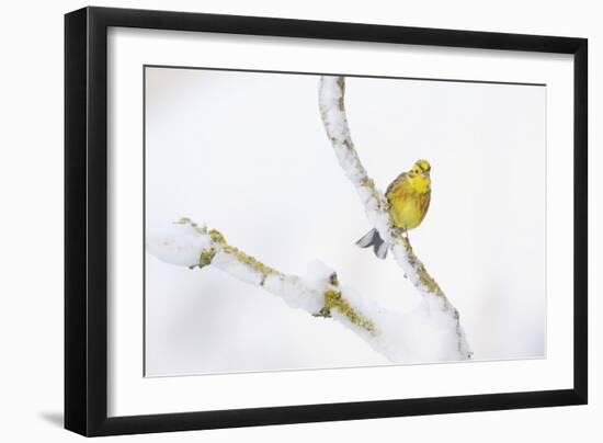 Yellowhammer (Emberiza Citrinella) Perched on Snowy Branch. Perthshire, Scotland, UK, February-Fergus Gill-Framed Photographic Print