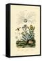 Yellowjacket Hoover Fly, 1833-39-null-Framed Stretched Canvas