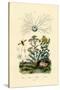 Yellowjacket Hoover Fly, 1833-39-null-Stretched Canvas