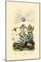 Yellowjacket Hoover Fly, 1833-39-null-Mounted Giclee Print