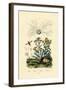 Yellowjacket Hoover Fly, 1833-39-null-Framed Giclee Print