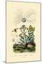 Yellowjacket Hoover Fly, 1833-39-null-Mounted Giclee Print