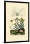 Yellowjacket Hoover Fly, 1833-39-null-Framed Giclee Print