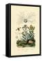 Yellowjacket Hoover Fly, 1833-39-null-Framed Stretched Canvas