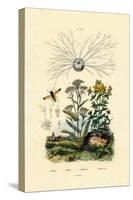 Yellowjacket Hoover Fly, 1833-39-null-Stretched Canvas
