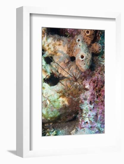 Yellowline Arrow Crab (Stenorhynchus Seticornis), Dominica, West Indies, Caribbean, Central America-Lisa Collins-Framed Photographic Print