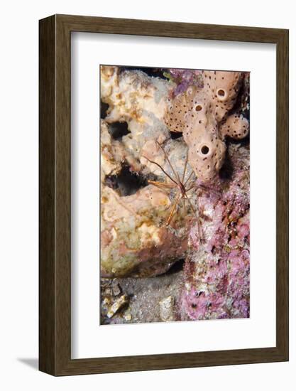 Yellowline Arrow Crab (Stenorhynchus Seticornis), Dominica, West Indies, Caribbean, Central America-Lisa Collins-Framed Photographic Print