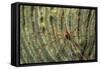 Yellowline Arrow Crab-Hal Beral-Framed Stretched Canvas