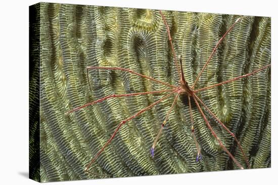 Yellowline Arrow Crab-Hal Beral-Stretched Canvas