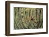 Yellowline Arrow Crab-Hal Beral-Framed Photographic Print