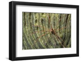 Yellowline Arrow Crab-Hal Beral-Framed Photographic Print