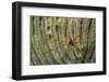 Yellowline Arrow Crab-Hal Beral-Framed Photographic Print