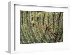 Yellowline Arrow Crab-Hal Beral-Framed Photographic Print