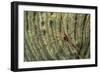 Yellowline Arrow Crab-Hal Beral-Framed Photographic Print