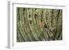 Yellowline Arrow Crab-Hal Beral-Framed Photographic Print