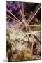 Yellowline Arrow Crab-Michele Westmorland-Mounted Photographic Print