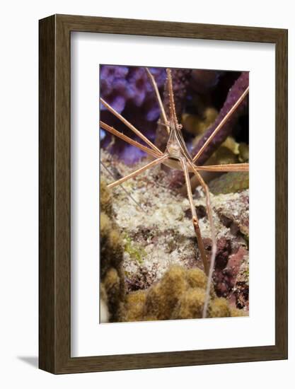 Yellowline Arrow Crab-Michele Westmorland-Framed Photographic Print