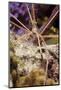 Yellowline Arrow Crab-Michele Westmorland-Mounted Photographic Print