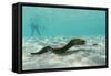 Yellowmargin Moray Eel (Gymnothorax Flavimarginatus) Underwater on Pink Sand Beach-Michael Nolan-Framed Stretched Canvas