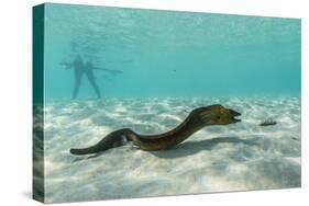 Yellowmargin Moray Eel (Gymnothorax Flavimarginatus) Underwater on Pink Sand Beach-Michael Nolan-Stretched Canvas