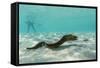 Yellowmargin Moray Eel (Gymnothorax Flavimarginatus) Underwater on Pink Sand Beach-Michael Nolan-Framed Stretched Canvas