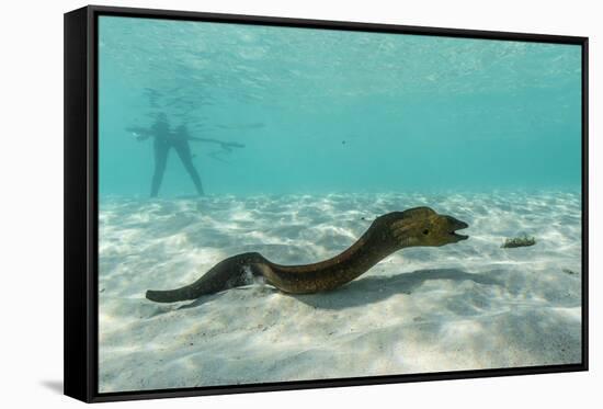 Yellowmargin Moray Eel (Gymnothorax Flavimarginatus) Underwater on Pink Sand Beach-Michael Nolan-Framed Stretched Canvas