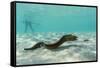 Yellowmargin Moray Eel (Gymnothorax Flavimarginatus) Underwater on Pink Sand Beach-Michael Nolan-Framed Stretched Canvas