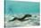 Yellowmargin Moray Eel (Gymnothorax Flavimarginatus) Underwater on Pink Sand Beach-Michael Nolan-Stretched Canvas
