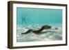 Yellowmargin Moray Eel (Gymnothorax Flavimarginatus) Underwater on Pink Sand Beach-Michael Nolan-Framed Photographic Print