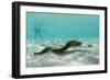 Yellowmargin Moray Eel (Gymnothorax Flavimarginatus) Underwater on Pink Sand Beach-Michael Nolan-Framed Photographic Print