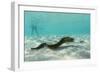 Yellowmargin Moray Eel (Gymnothorax Flavimarginatus) Underwater on Pink Sand Beach-Michael Nolan-Framed Photographic Print