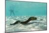 Yellowmargin Moray Eel (Gymnothorax Flavimarginatus) Underwater on Pink Sand Beach-Michael Nolan-Mounted Photographic Print