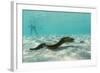 Yellowmargin Moray Eel (Gymnothorax Flavimarginatus) Underwater on Pink Sand Beach-Michael Nolan-Framed Photographic Print