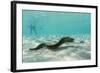 Yellowmargin Moray Eel (Gymnothorax Flavimarginatus) Underwater on Pink Sand Beach-Michael Nolan-Framed Photographic Print